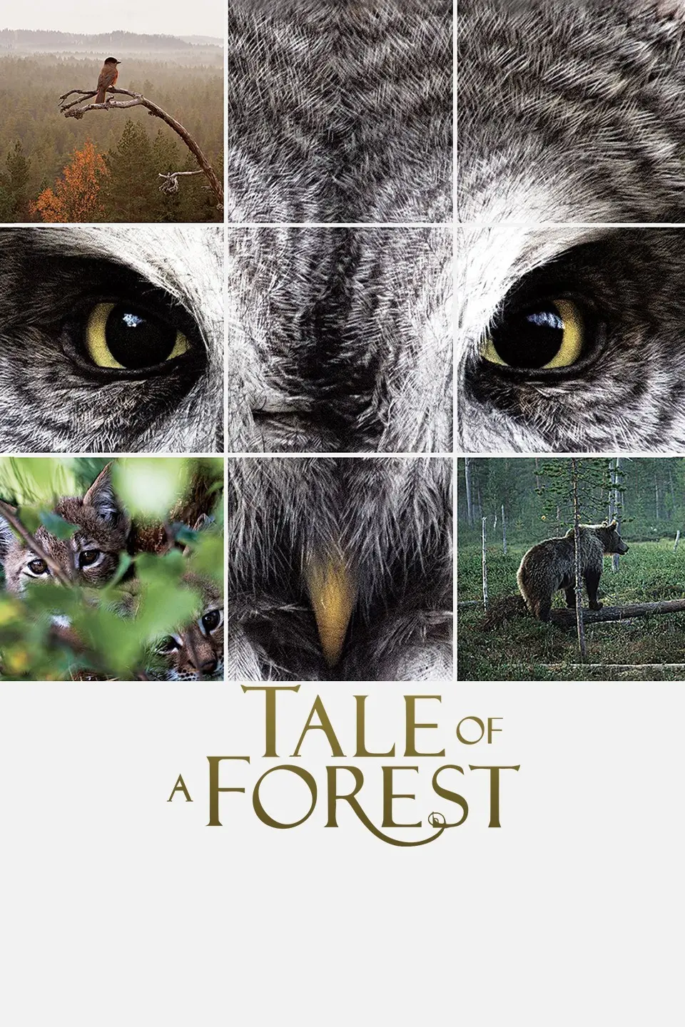 《森之传说》：一场涤荡心灵的奇幻旅程，探寻失落的亚特兰大文明与自然和谐共生之美